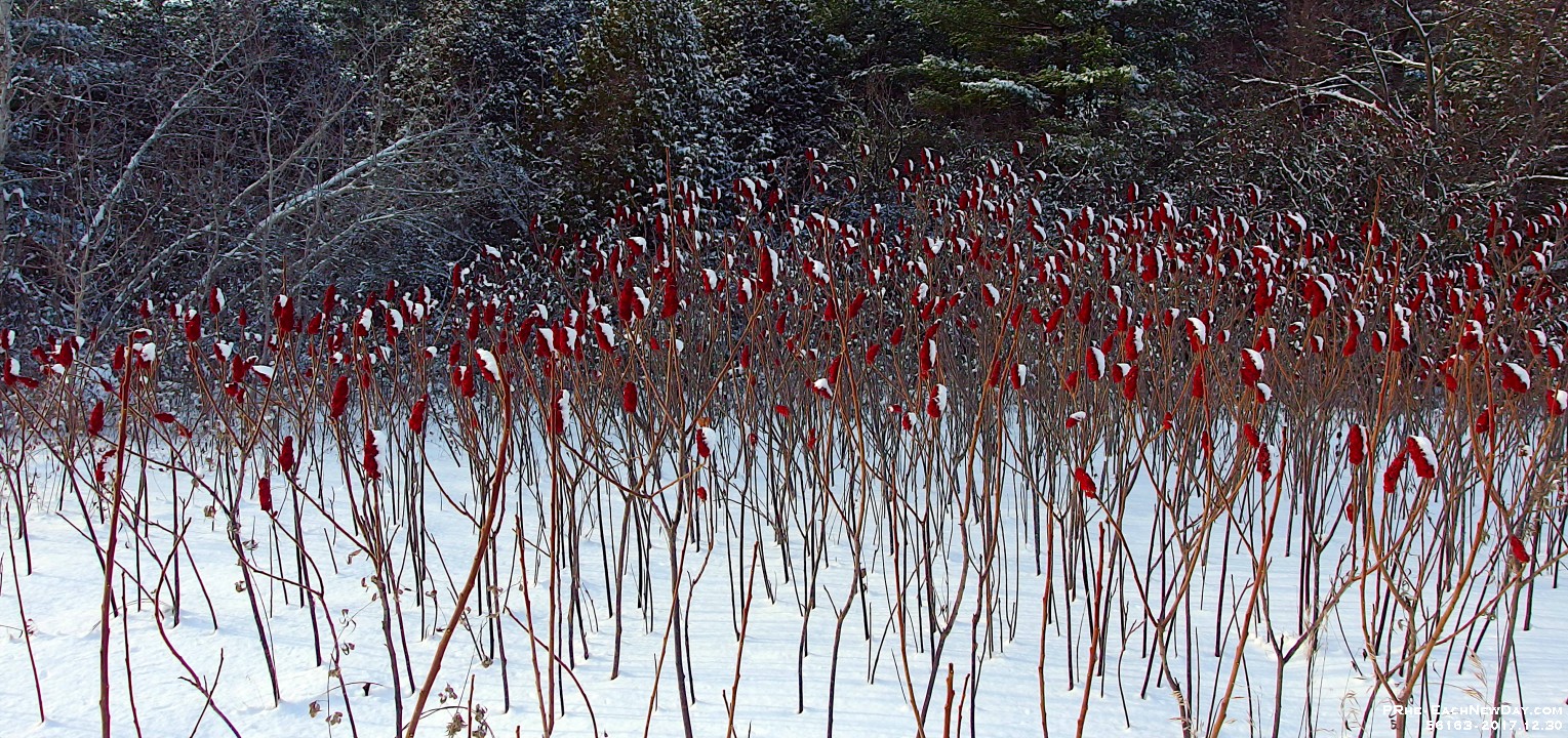 56163CrLeNrUsm - Afternoon ski with Beth at Greenwood